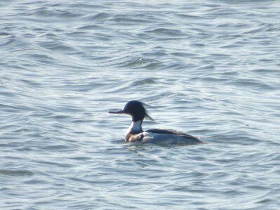 Thumbnail of Red Breasted Merganser